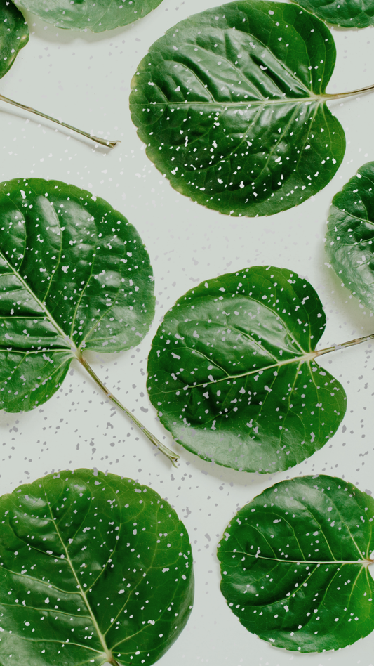 LEAVES